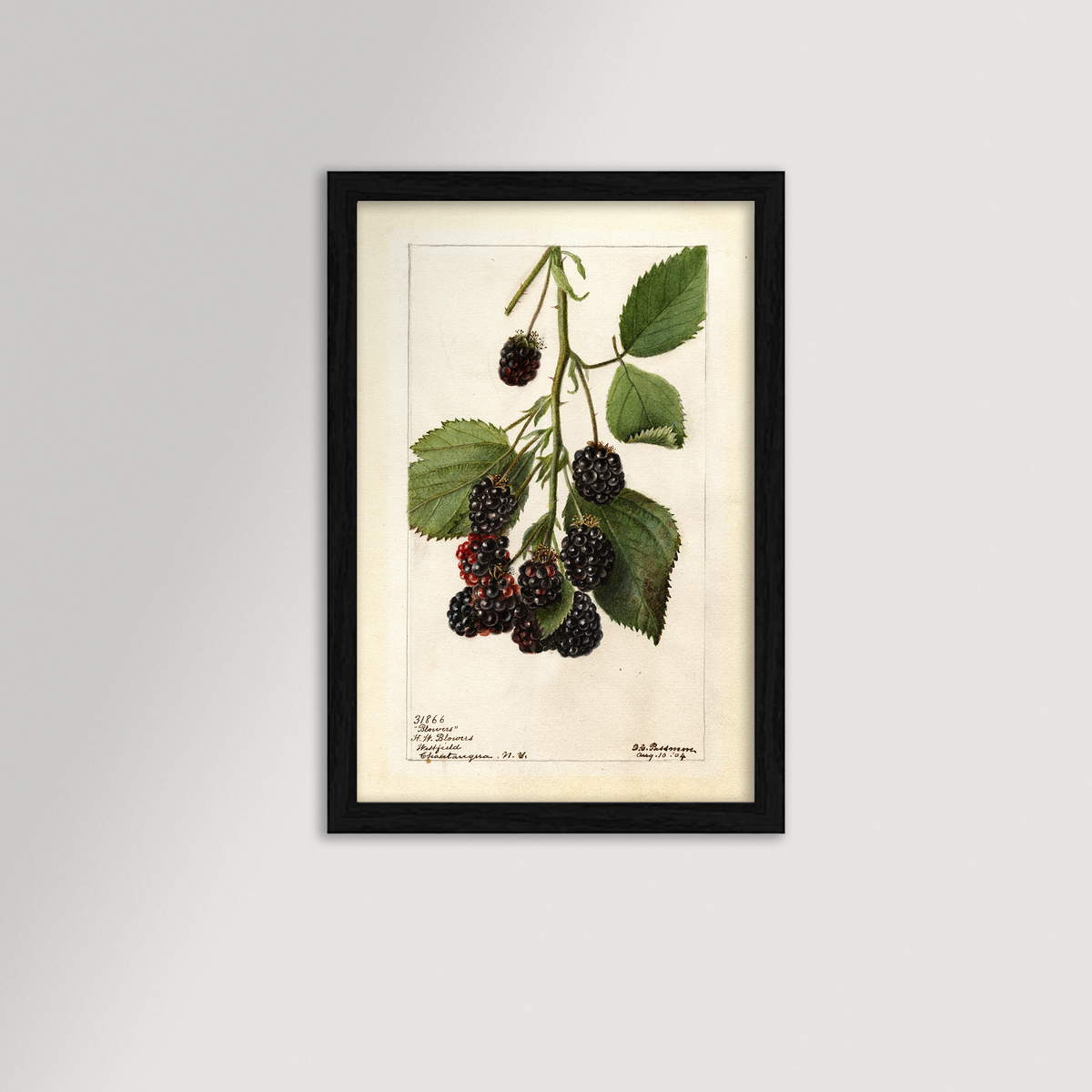 Blackberries Botanical Archival Reproduction Art Print (Copy)