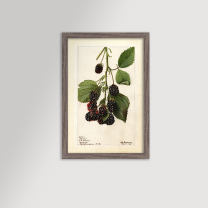 Blackberries Botanical Archival Reproduction Art Print (Copy)