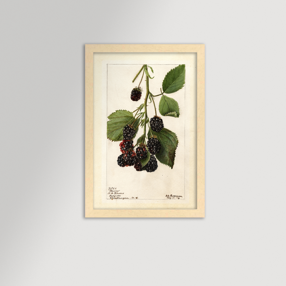 Blackberries Botanical Archival Reproduction Art Print (Copy)