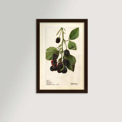 Blackberries Botanical Archival Reproduction Art Print (Copy)