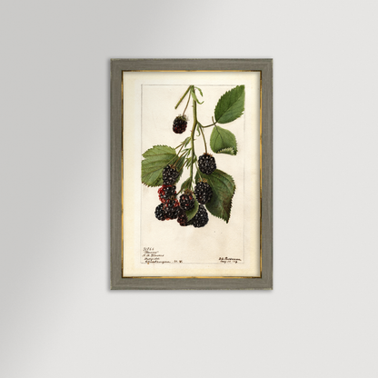Blackberries Botanical Archival Reproduction Art Print (Copy)