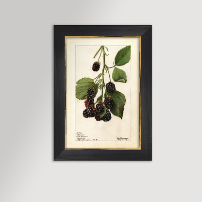 Blackberries Botanical Archival Reproduction Art Print (Copy)