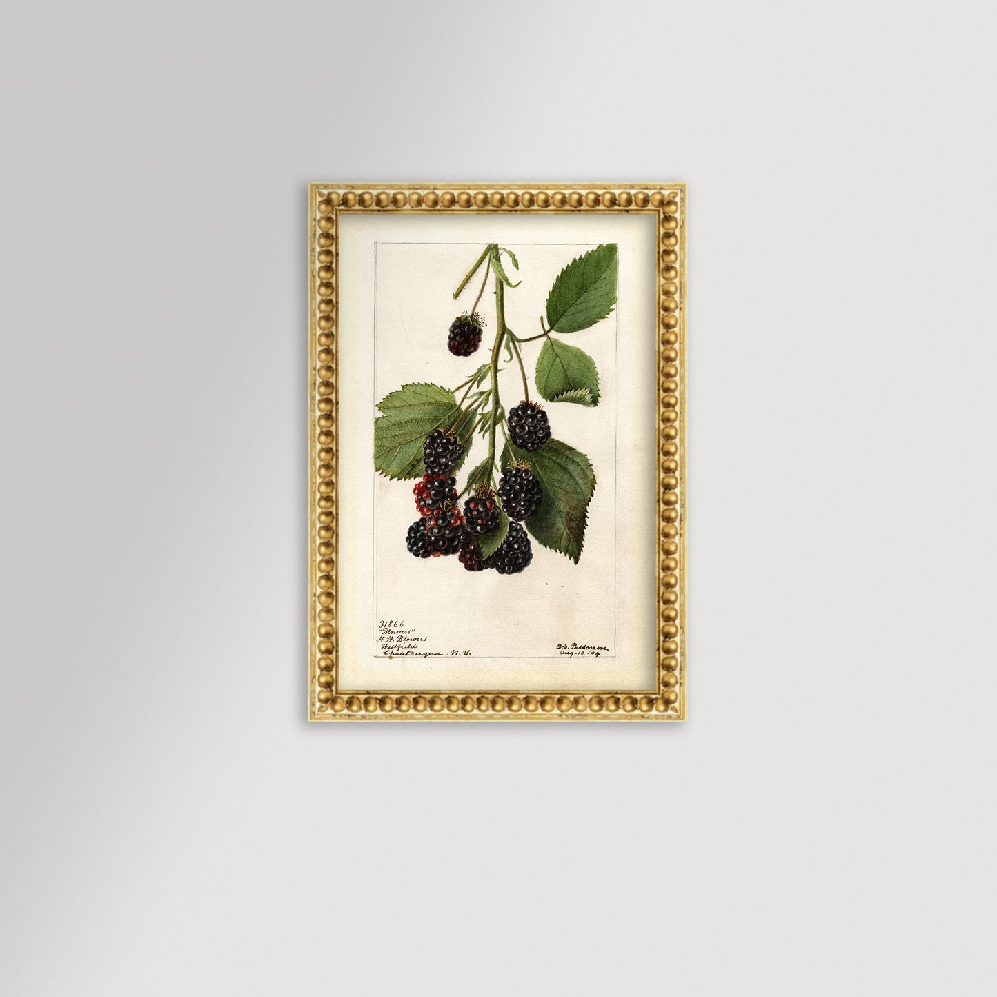 Blackberries Botanical Archival Reproduction Art Print (Copy)