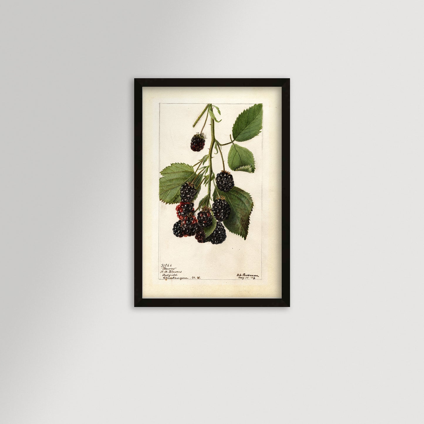 Blackberries Botanical Archival Reproduction Art Print (Copy)