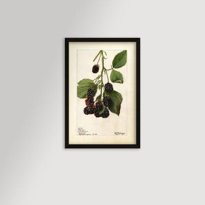 Blackberries Botanical Archival Reproduction Art Print (Copy)