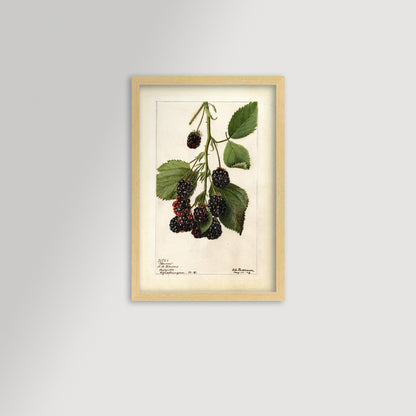 Blackberries Botanical Archival Reproduction Art Print (Copy)