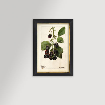 Blackberries Botanical Archival Reproduction Art Print (Copy)