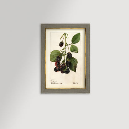 Blackberries Botanical Archival Reproduction Art Print (Copy)