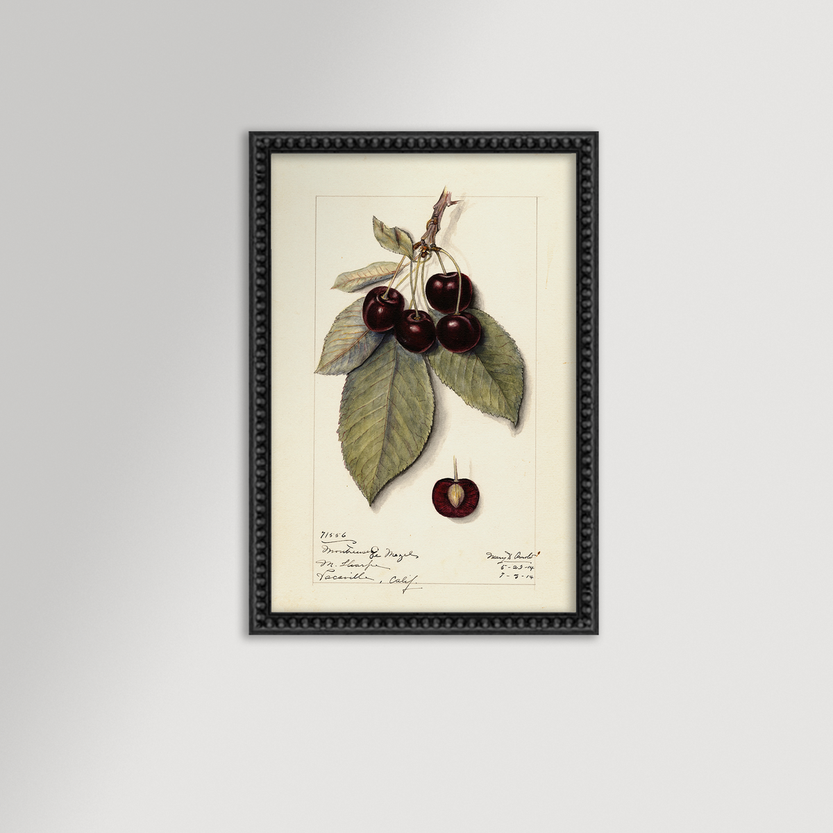 Cherries Botanical Archival Reproduction Art Print