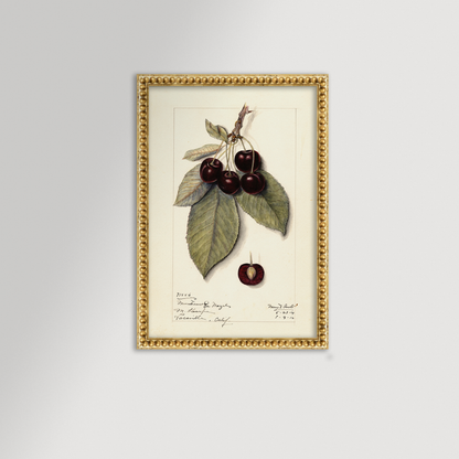 Cherries Botanical Archival Reproduction Art Print