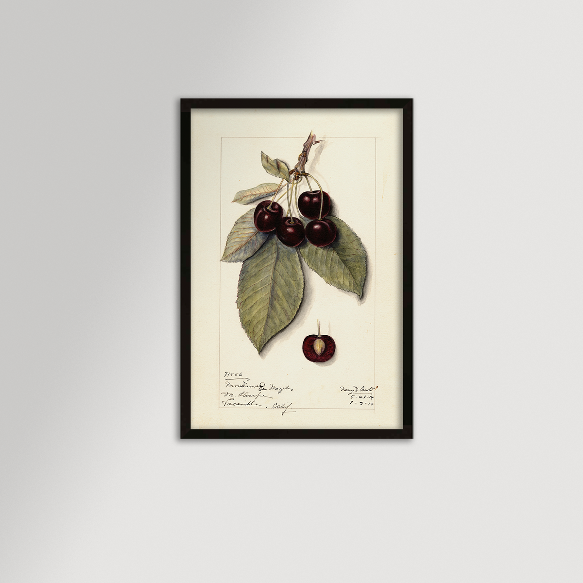 Cherries Botanical Archival Reproduction Art Print