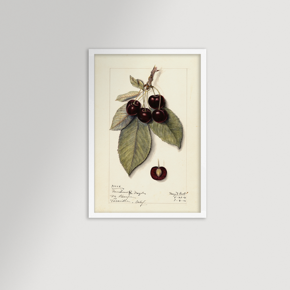 Cherries Botanical Archival Reproduction Art Print