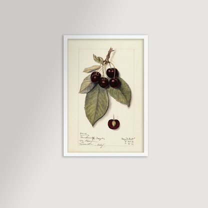 Cherries Botanical Archival Reproduction Art Print
