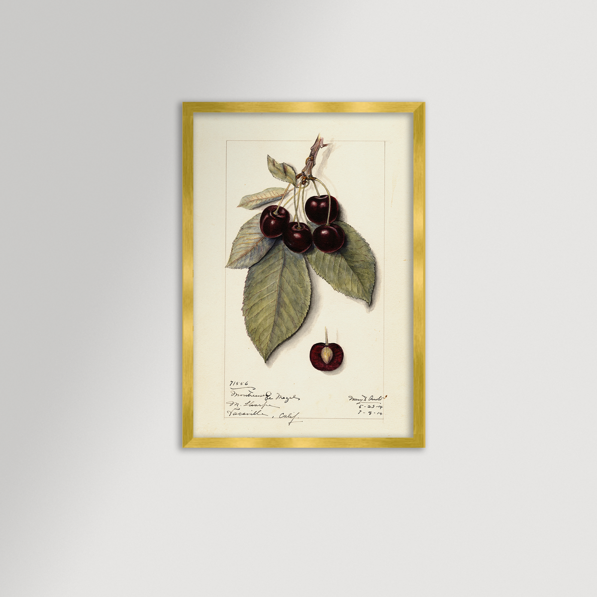 Cherries Botanical Archival Reproduction Art Print