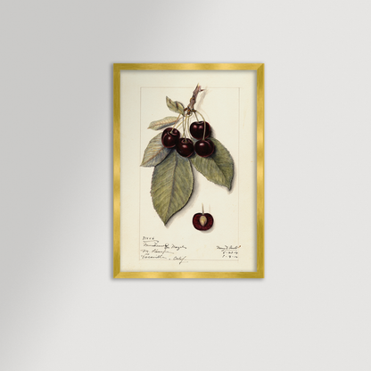 Cherries Botanical Archival Reproduction Art Print