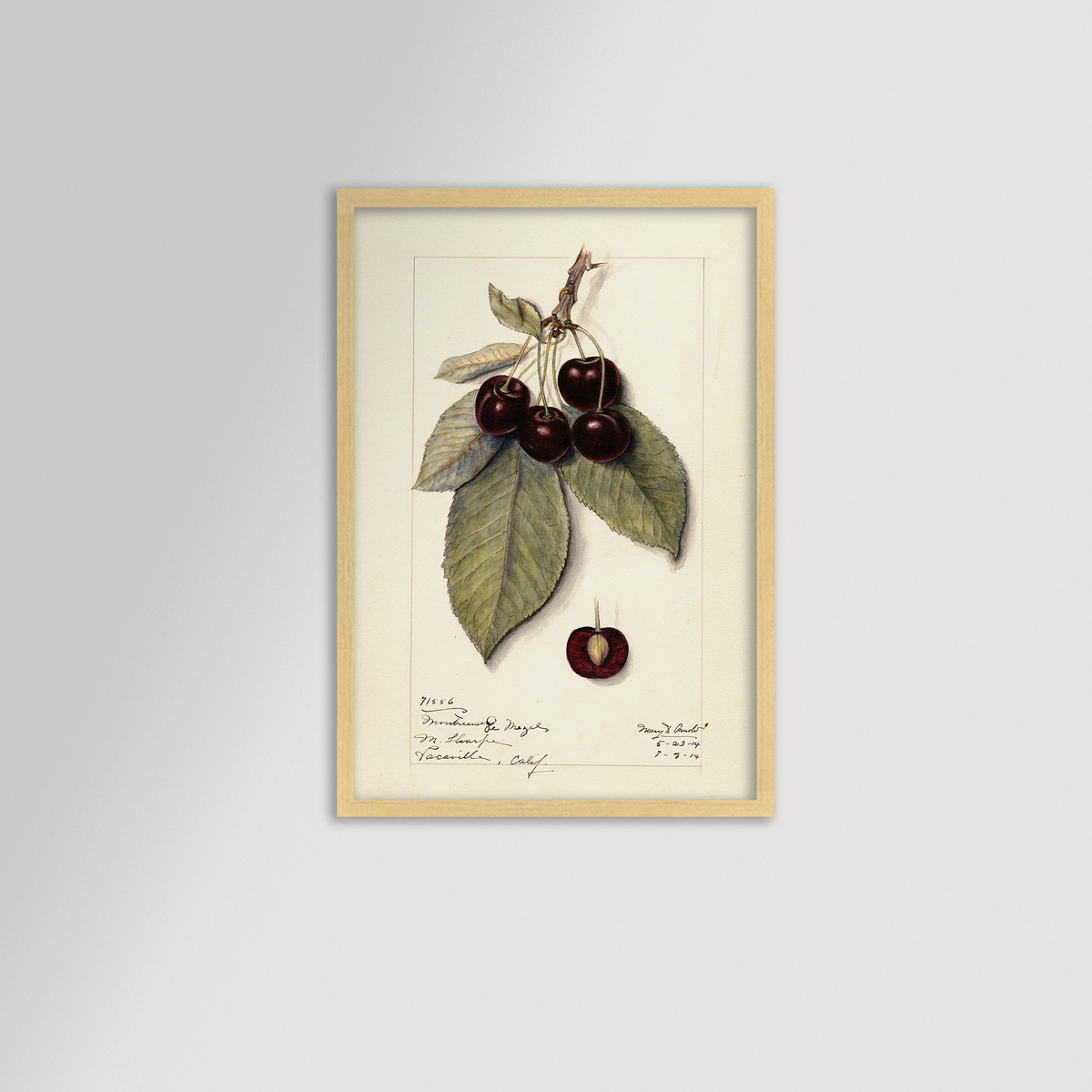Cherries Botanical Archival Reproduction Art Print