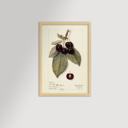 Cherries Botanical Archival Reproduction Art Print