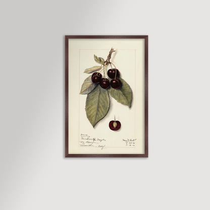 Cherries Botanical Archival Reproduction Art Print