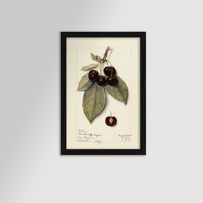 Cherries Botanical Archival Reproduction Art Print