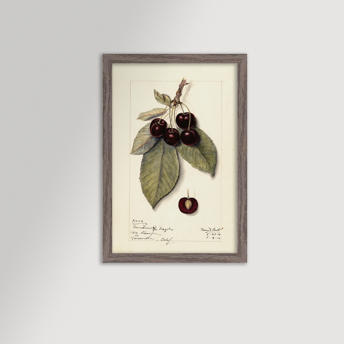 Cherries Botanical Archival Reproduction Art Print