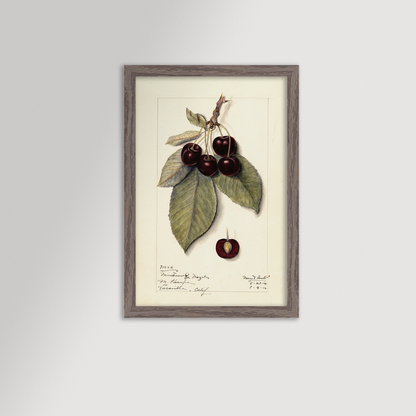 Cherries Botanical Archival Reproduction Art Print