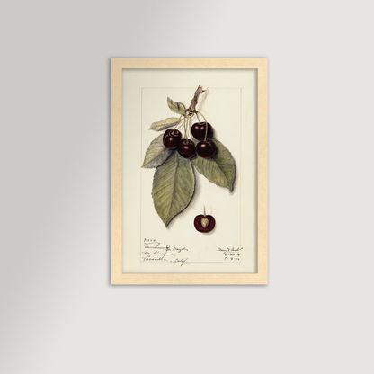 Cherries Botanical Archival Reproduction Art Print