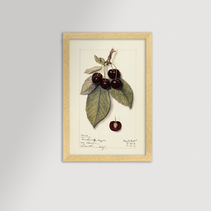 Cherries Botanical Archival Reproduction Art Print