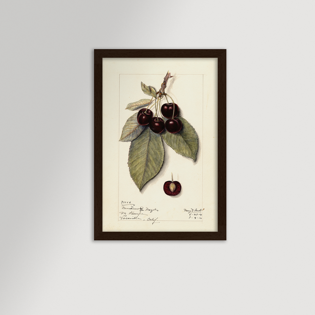 Cherries Botanical Archival Reproduction Art Print