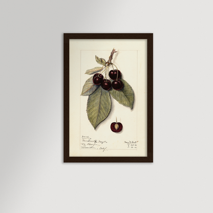 Cherries Botanical Archival Reproduction Art Print