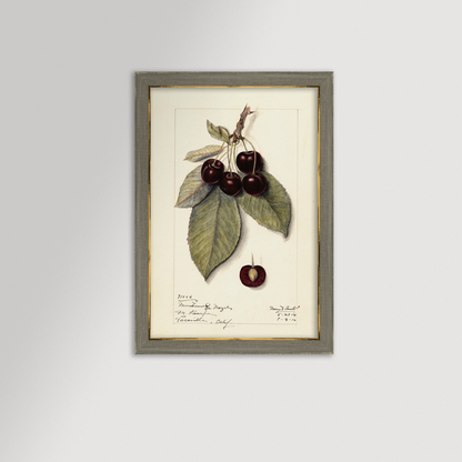 Cherries Botanical Archival Reproduction Art Print