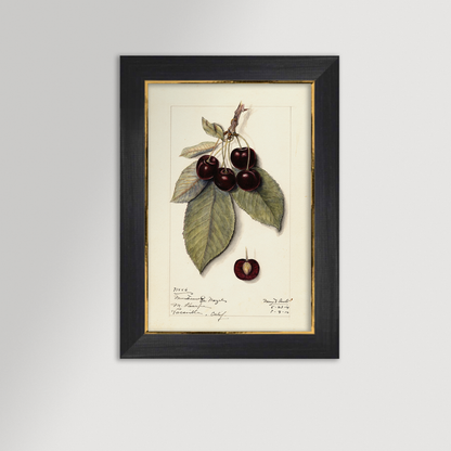 Cherries Botanical Archival Reproduction Art Print