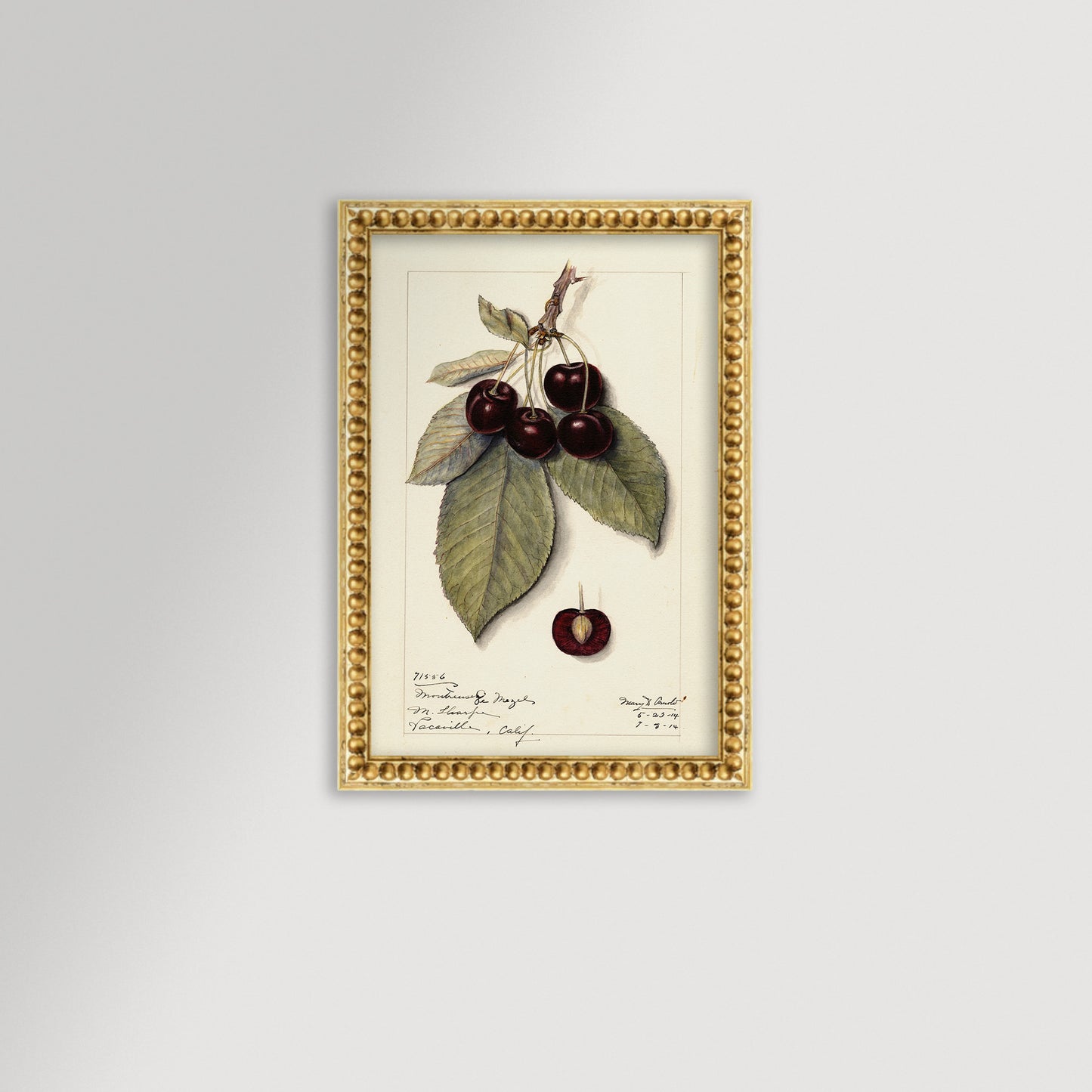 Cherries Botanical Archival Reproduction Art Print