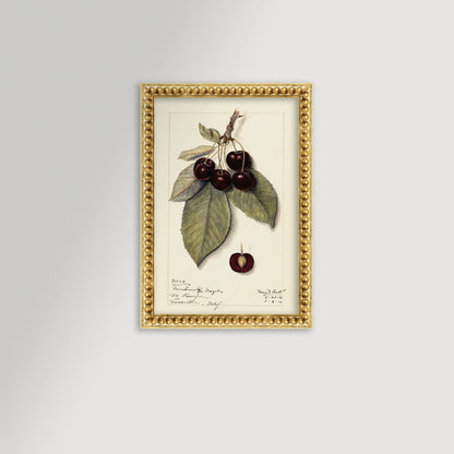 Cherries Botanical Archival Reproduction Art Print