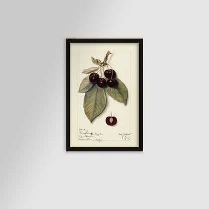 Cherries Botanical Archival Reproduction Art Print