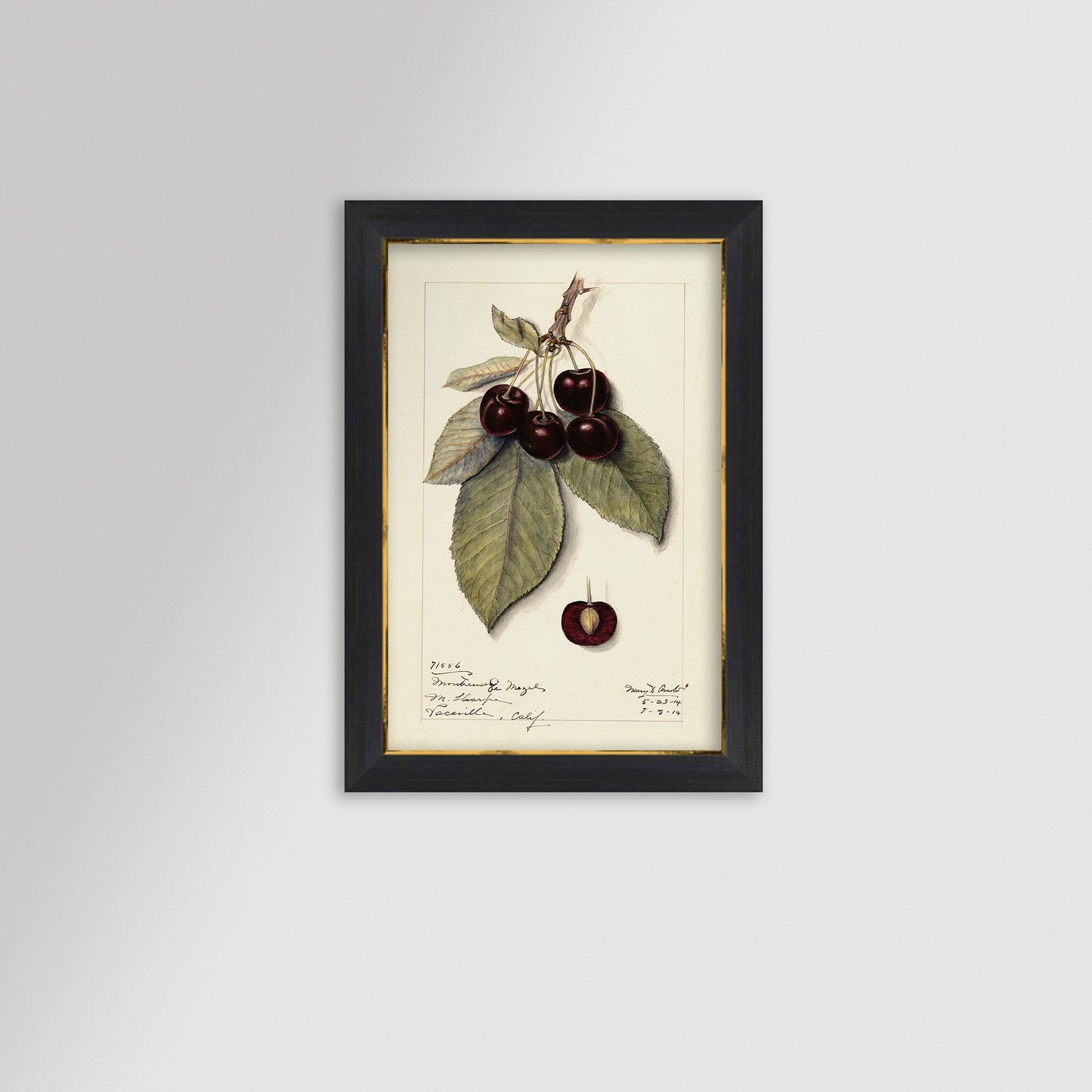 Cherries Botanical Archival Reproduction Art Print