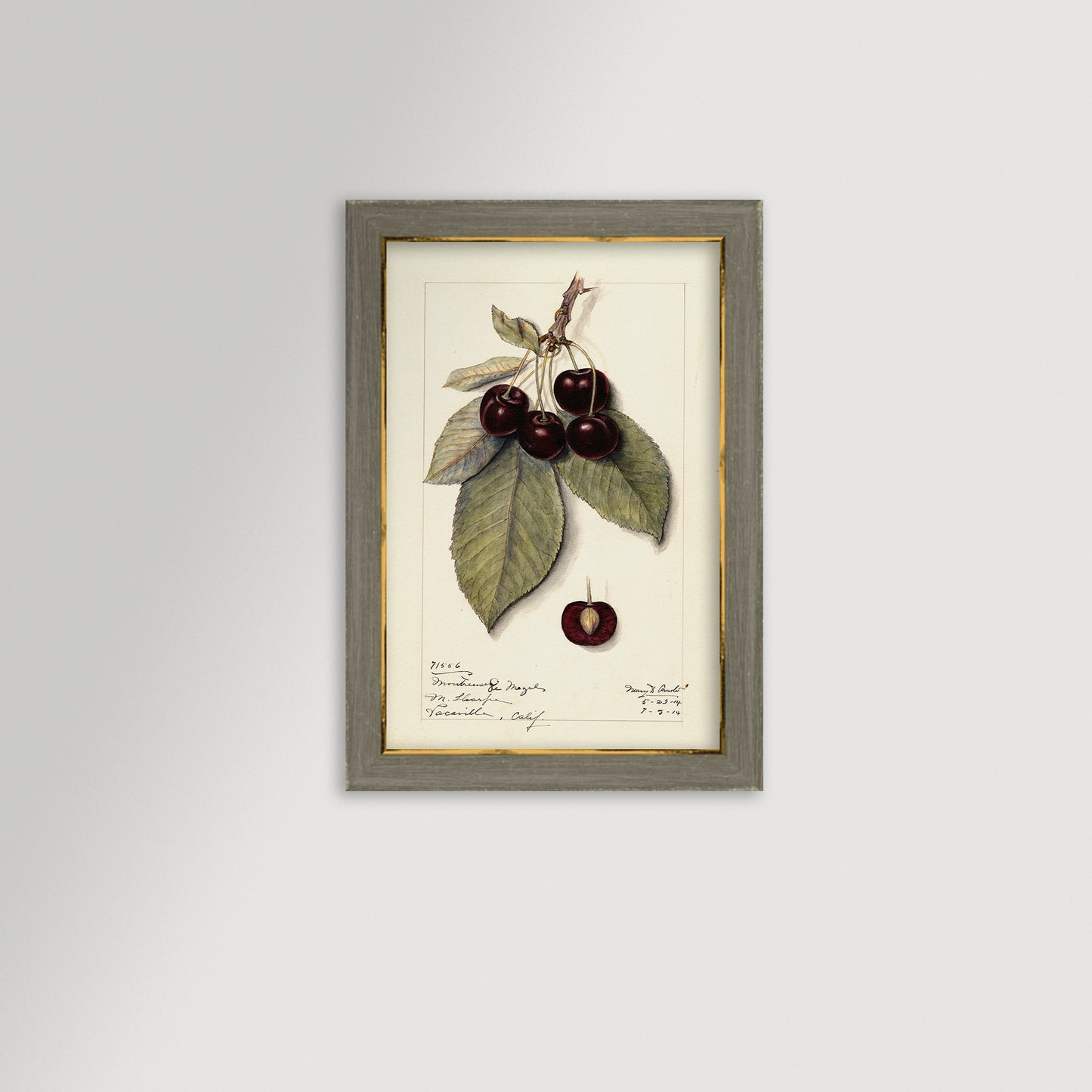 Cherries Botanical Archival Reproduction Art Print
