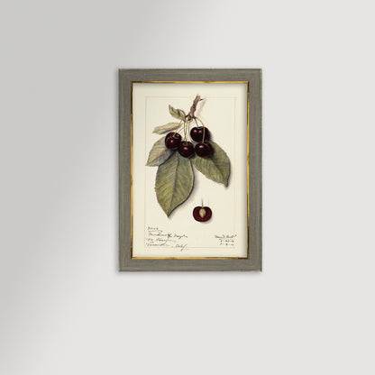 Cherries Botanical Archival Reproduction Art Print
