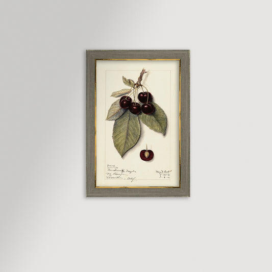 Cherries Botanical Archival Reproduction Art Print