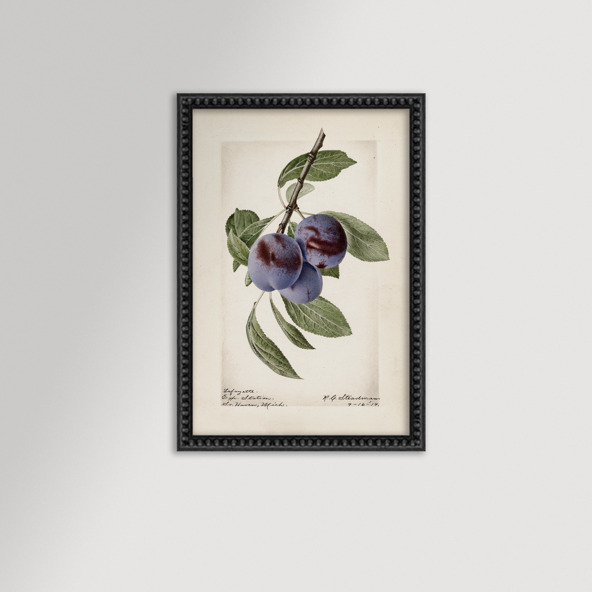 Plum Botanical Archival Reproduction Art Print