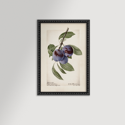 Plum Botanical Archival Reproduction Art Print
