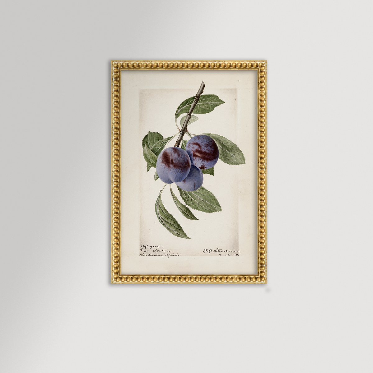 Plum Botanical Archival Reproduction Art Print