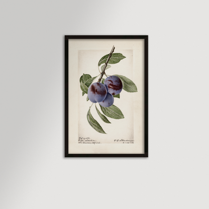 Plum Botanical Archival Reproduction Art Print