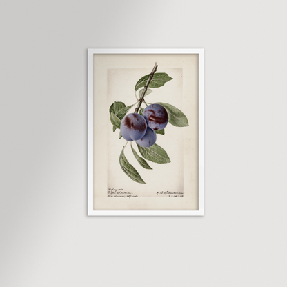 Plum Botanical Archival Reproduction Art Print