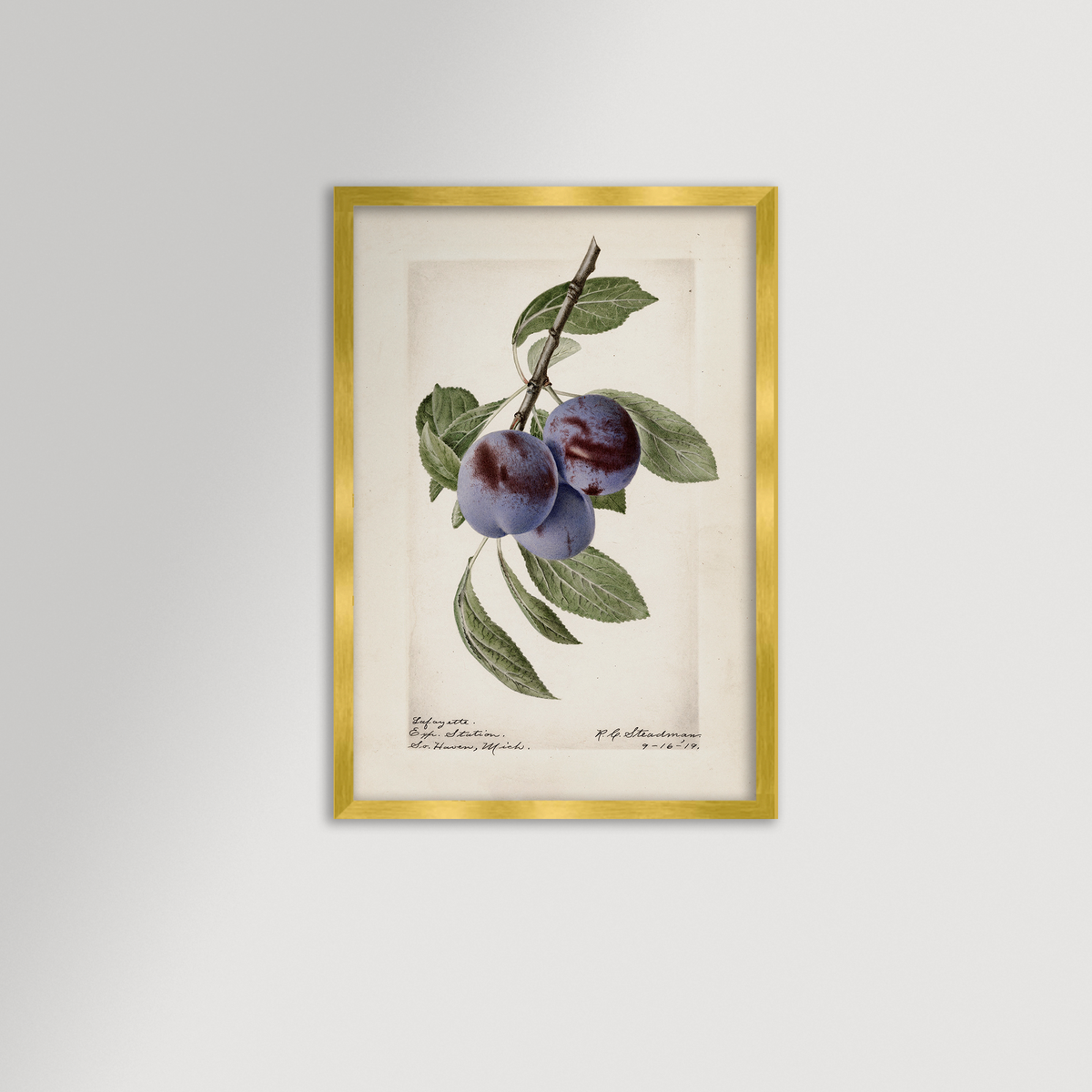 Plum Botanical Archival Reproduction Art Print