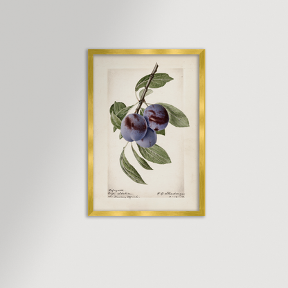 Plum Botanical Archival Reproduction Art Print