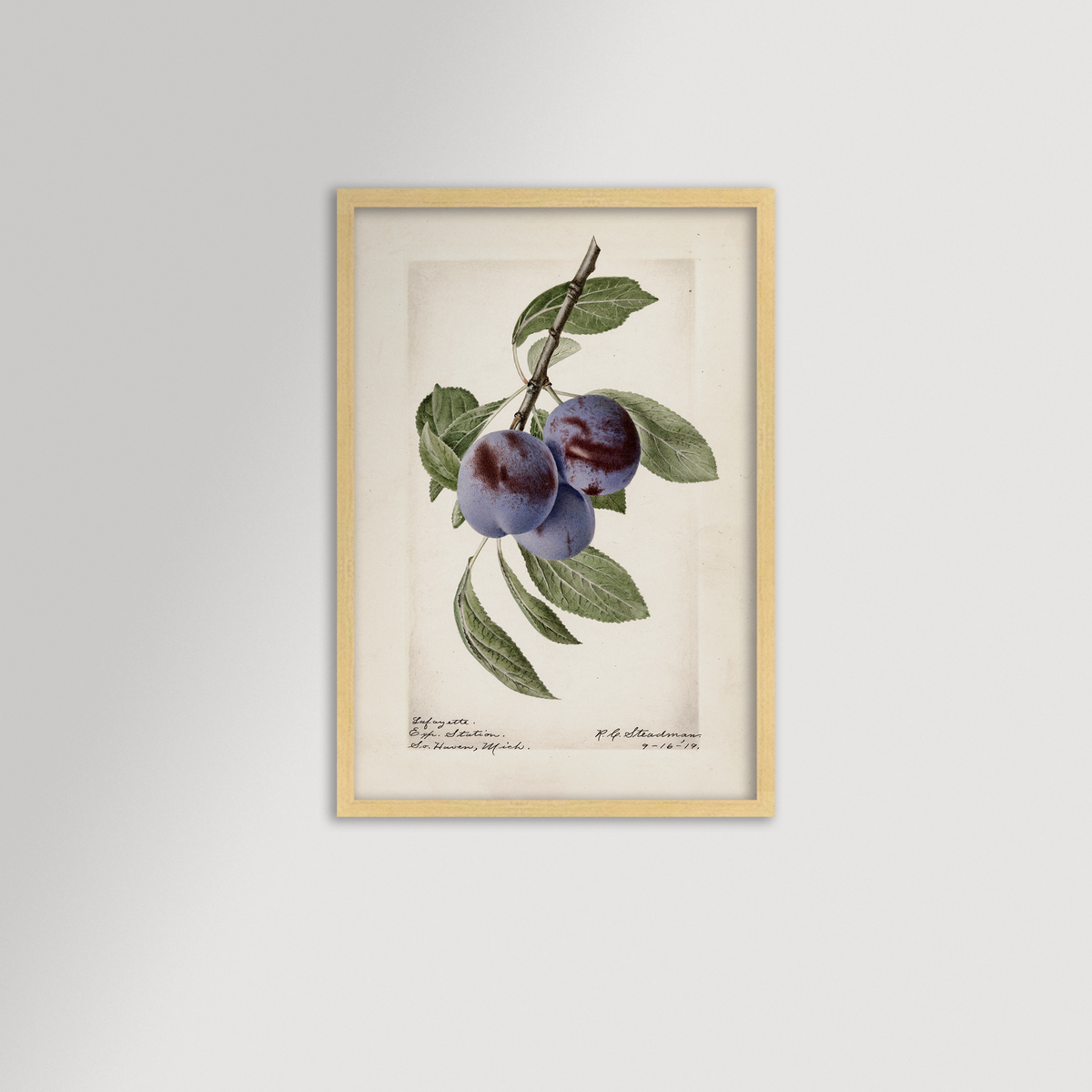 Plum Botanical Archival Reproduction Art Print