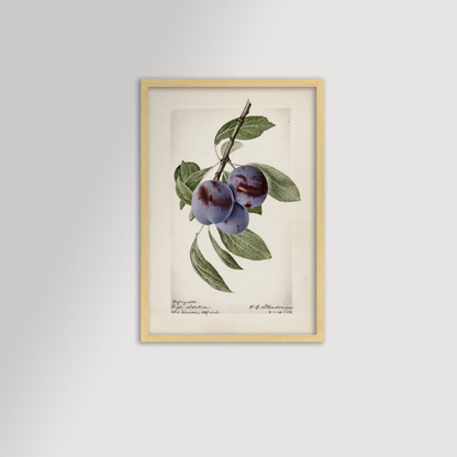 Plum Botanical Archival Reproduction Art Print