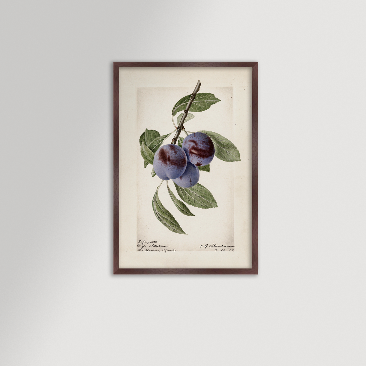 Plum Botanical Archival Reproduction Art Print