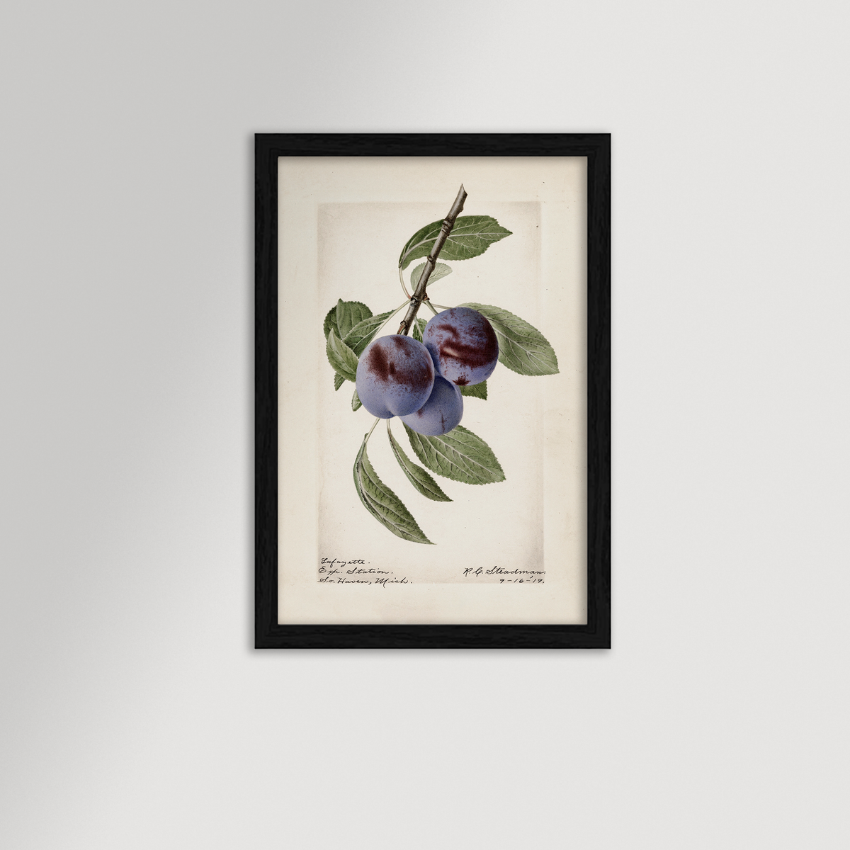 Plum Botanical Archival Reproduction Art Print