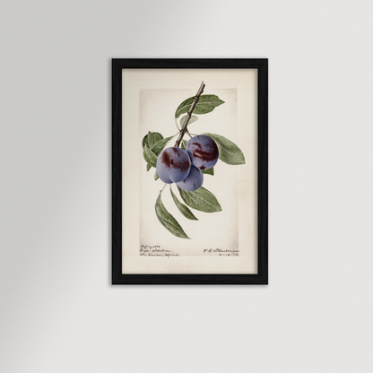 Plum Botanical Archival Reproduction Art Print